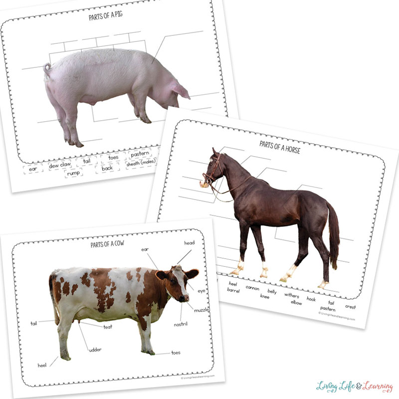 Farm animal labeling pages