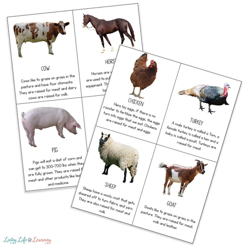 Farm animal vocabulary cards