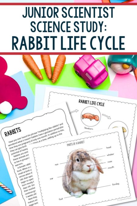 Junior Scientist Science Study: Rabbit Life Cycle