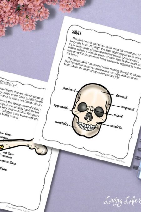 curious scientist science study skeletal system