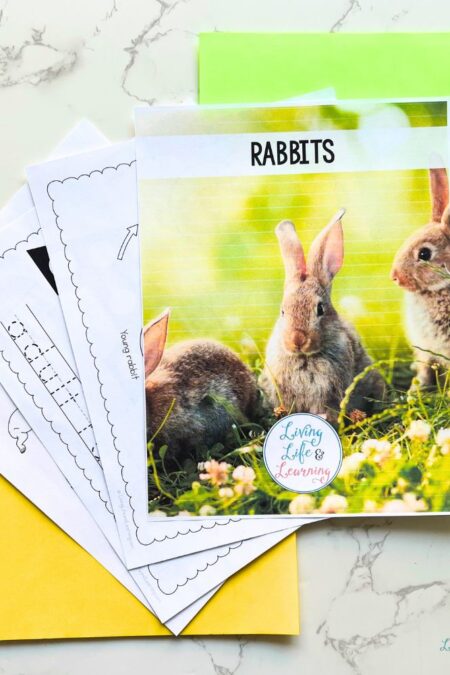 Junior Scientist Science Study: Rabbit Life Cycle