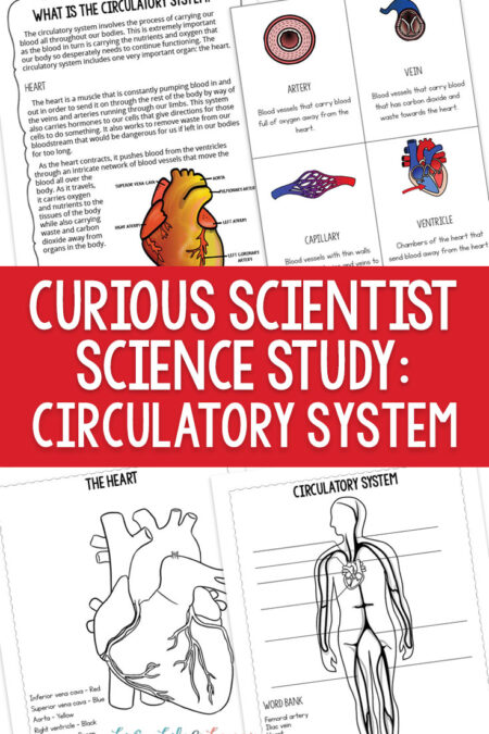 Curious Scientist Science Study: Circulatory System