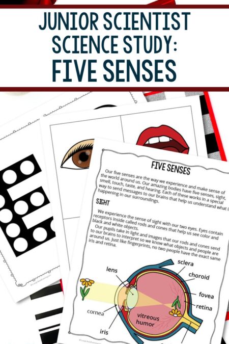 Junior Scientist Science Study Five Senses