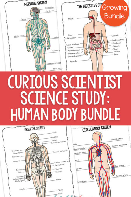 Curious Scientist Science Study: Human Body Bundle
