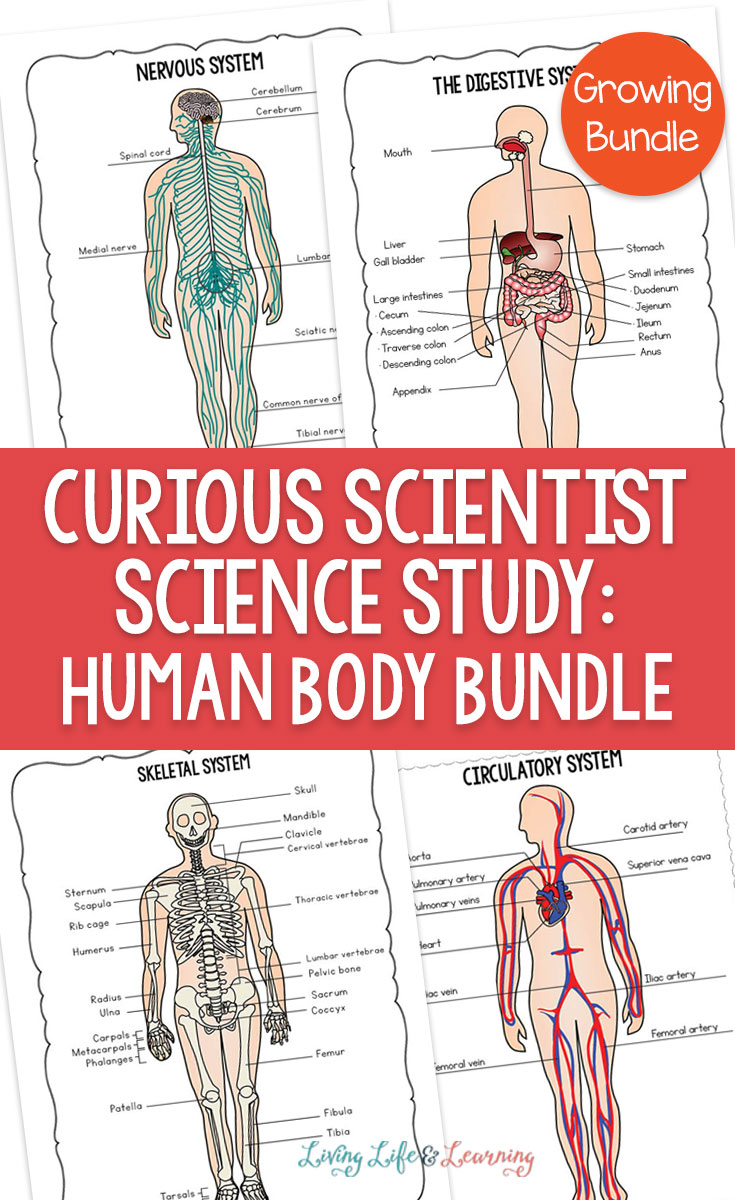 Curious Scientist Science Study: Human Body Bundle