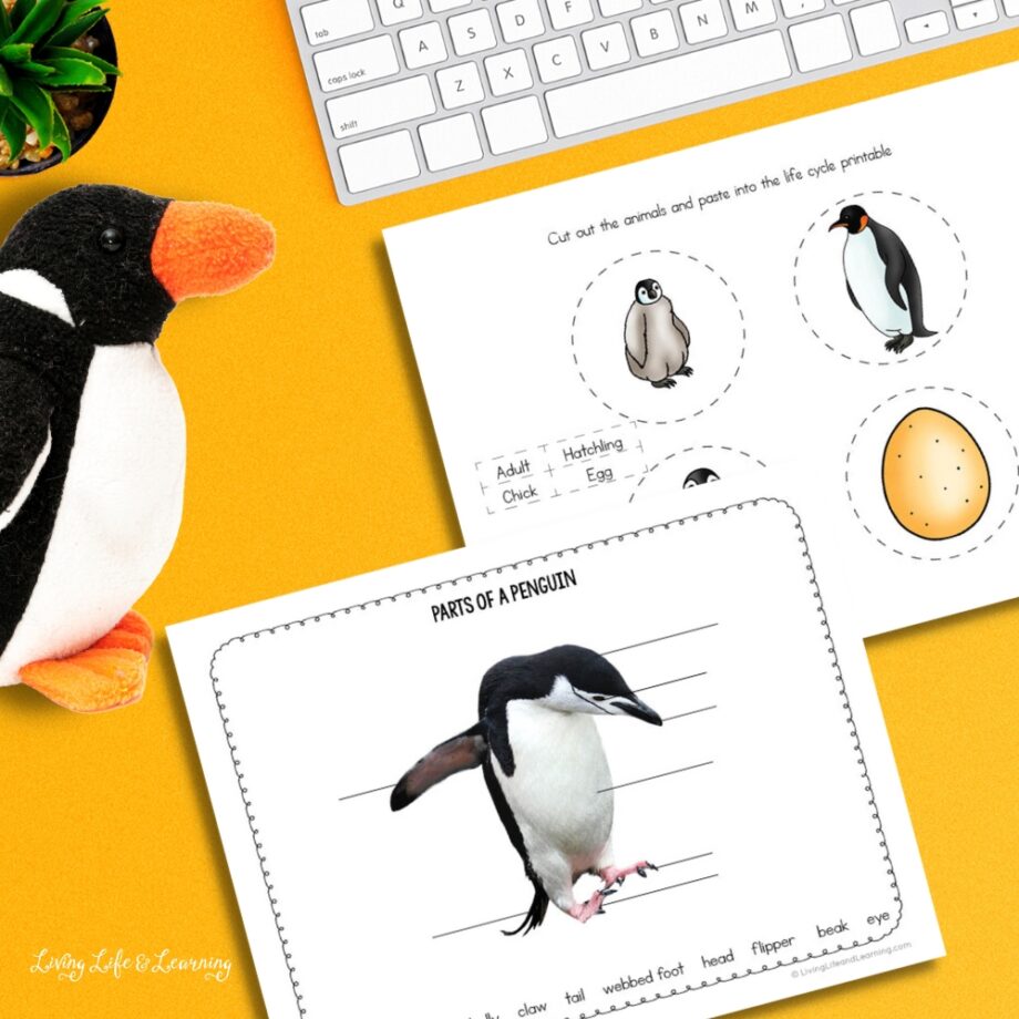 Junior Scientist Science Study: Penguin printables