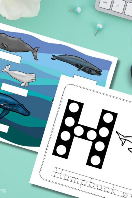 Junior Scientist Science Study Whales