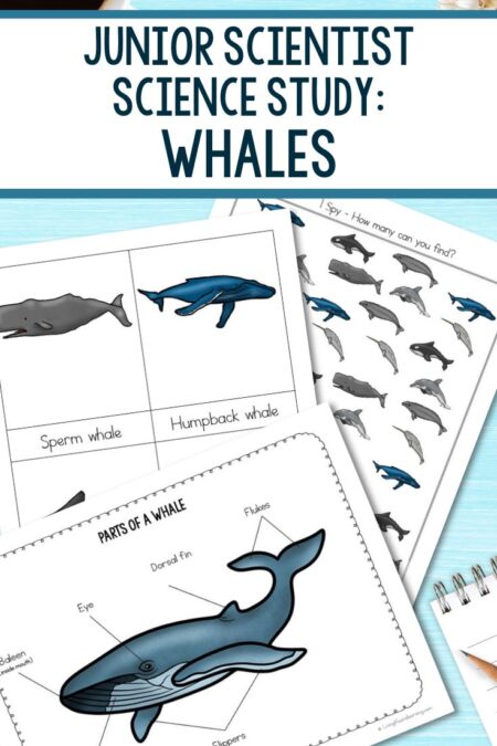 Junior Scientist Science Study: Whales