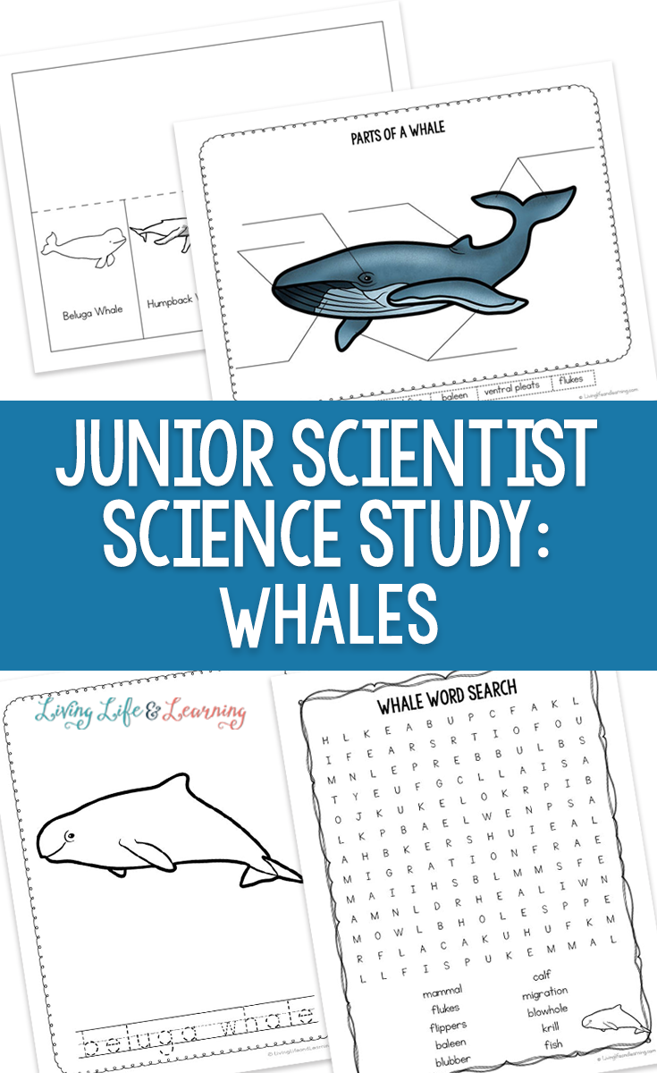 Junior Scientist Science Study: Whales