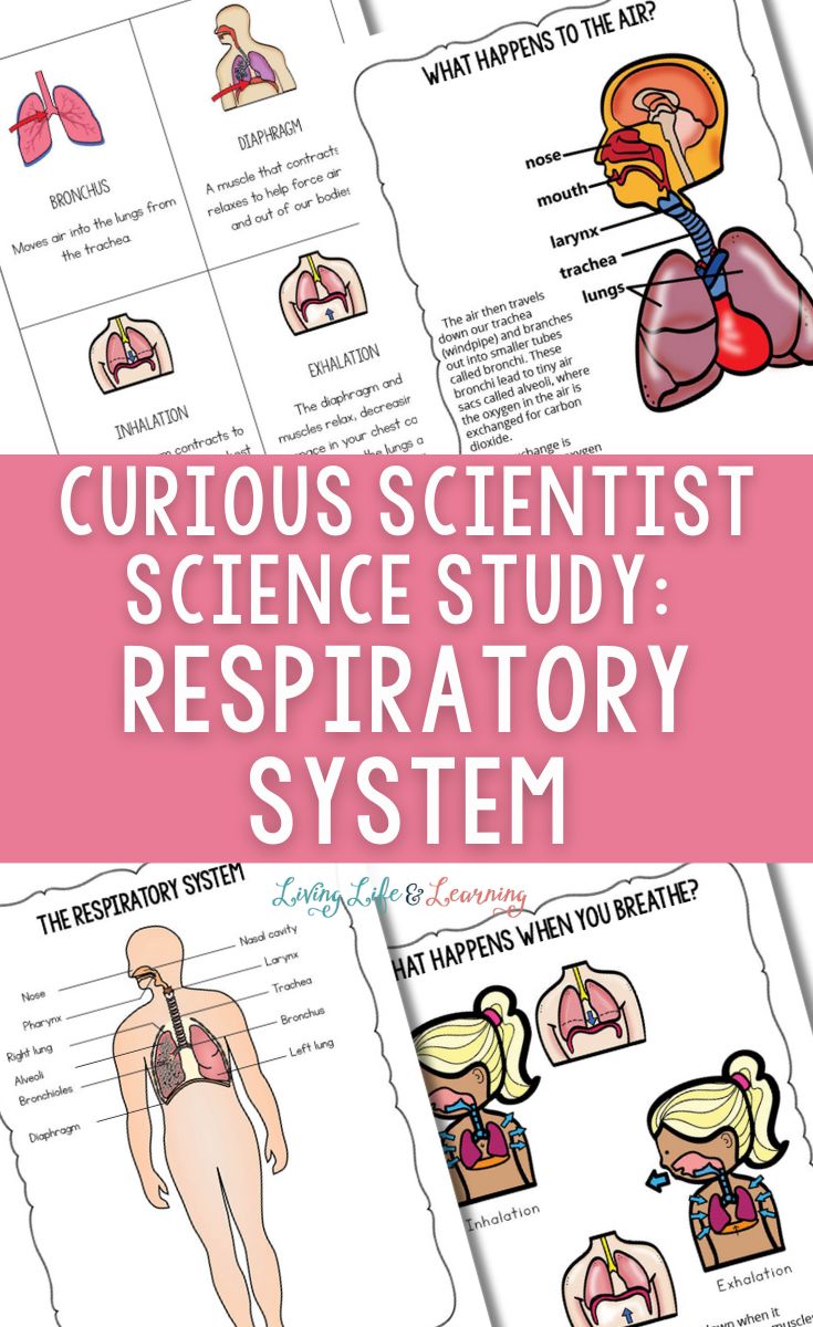 Curious Scientist Science Study: Respiratory System