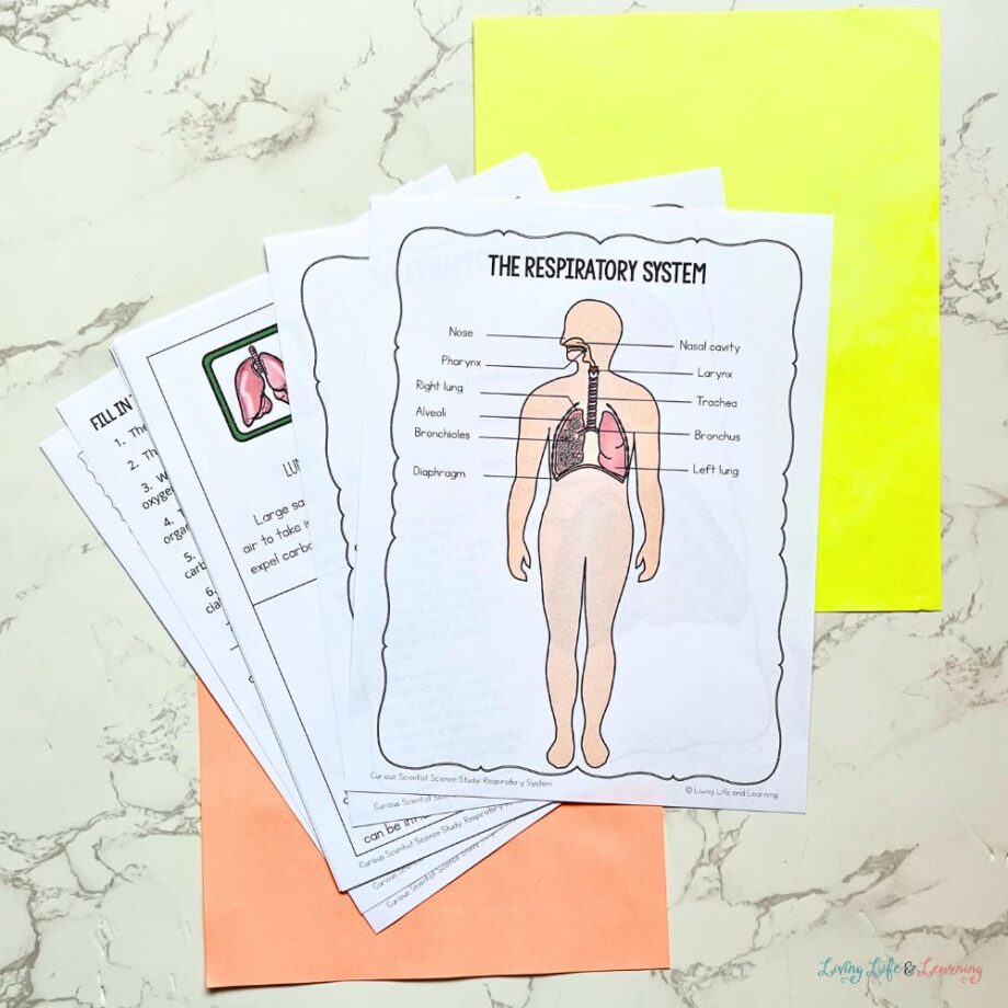 Curious Scientist Science Study: Respiratory System
