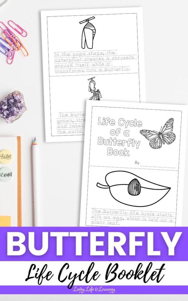 Butterfly Life Cycle Booklet