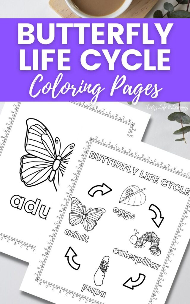 Butterfly Life Cycle Coloring Pages