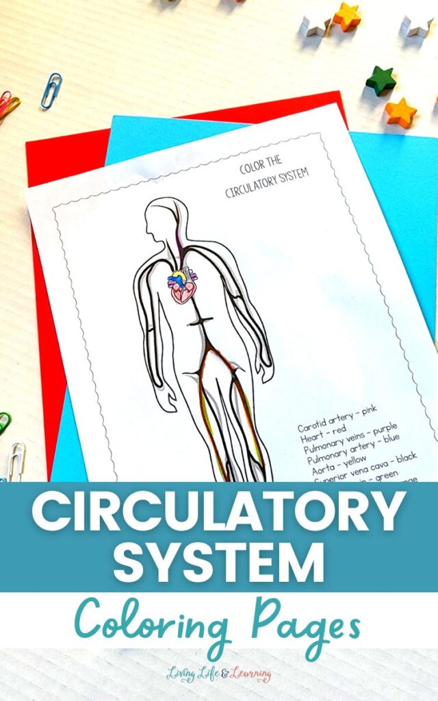 Circulatory System Coloring Pages