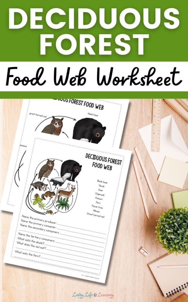 Deciduous Forest Food Web Worksheet
