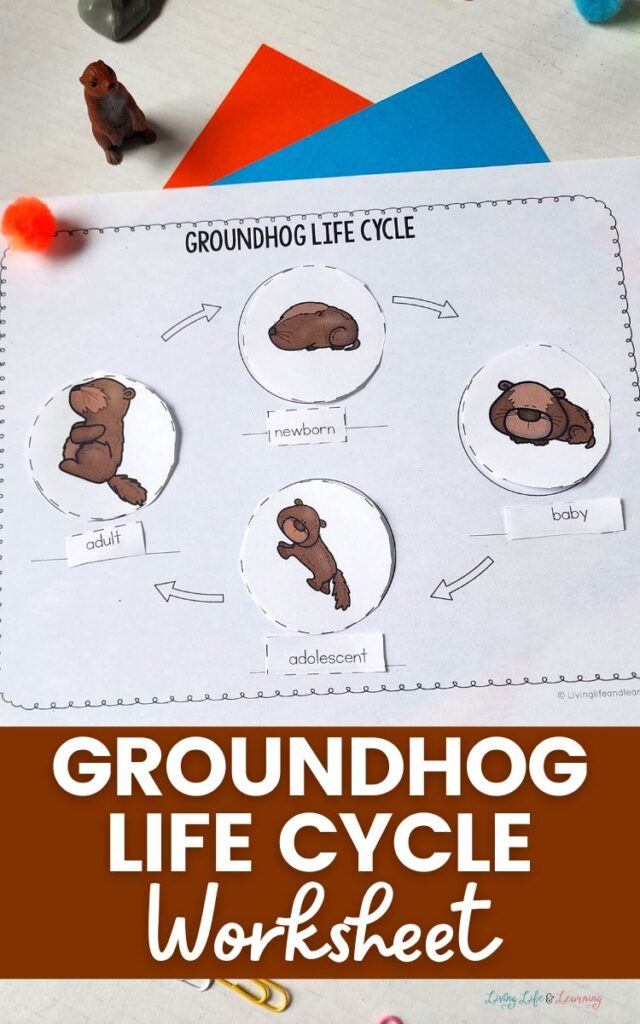 Groundhog Life Cycle Worksheet