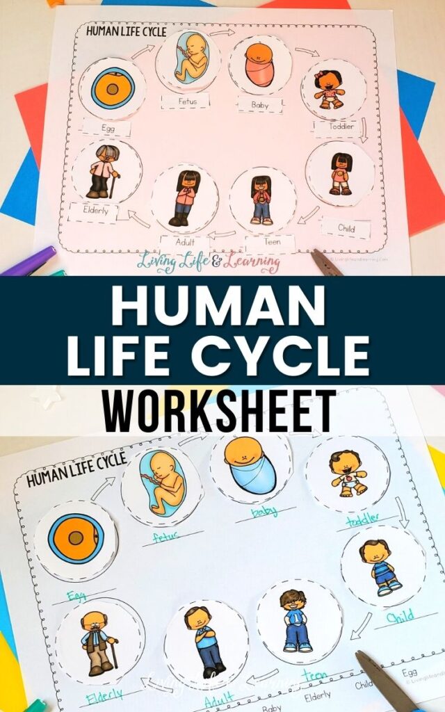 Human Life Cycle Worksheet