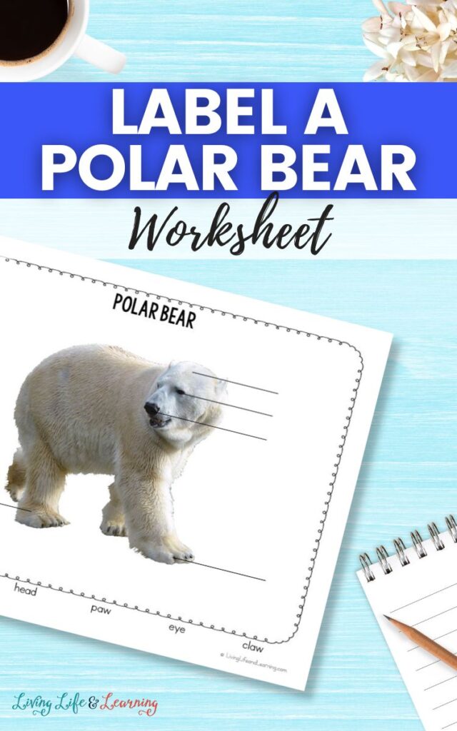 Label a Polar Bear Worksheet