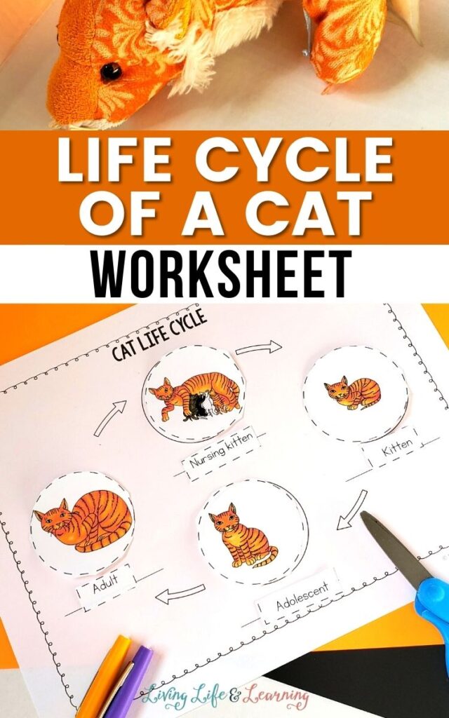 Life Cycle of a Cat Worksheet