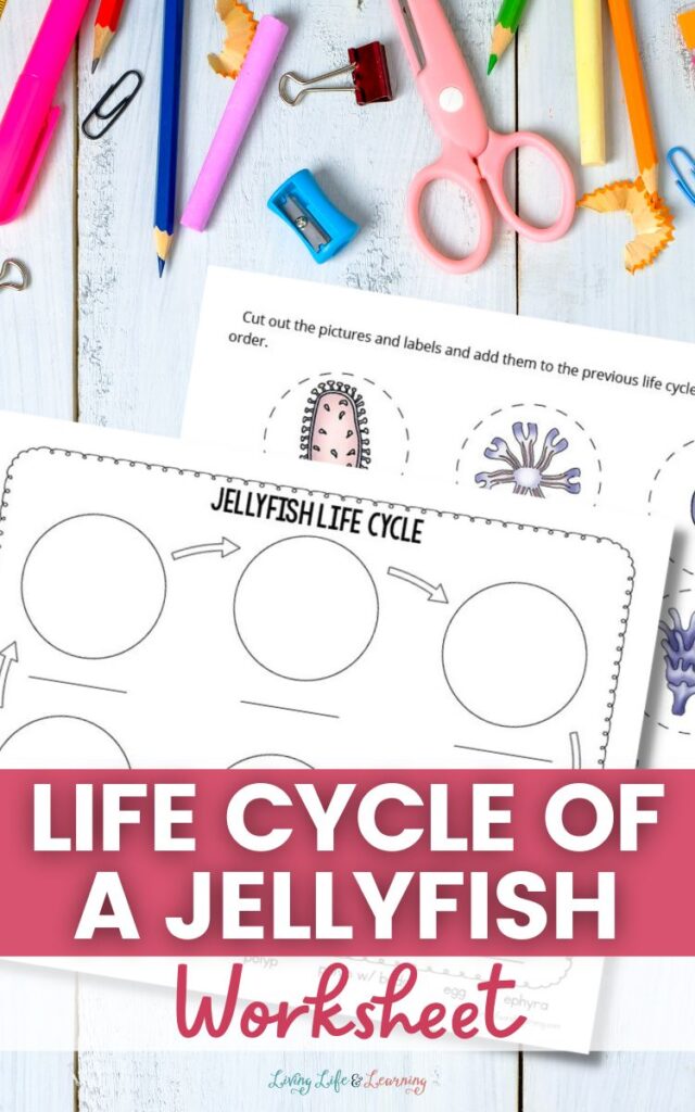 Life Cycle of a Jellyfish Worksheet