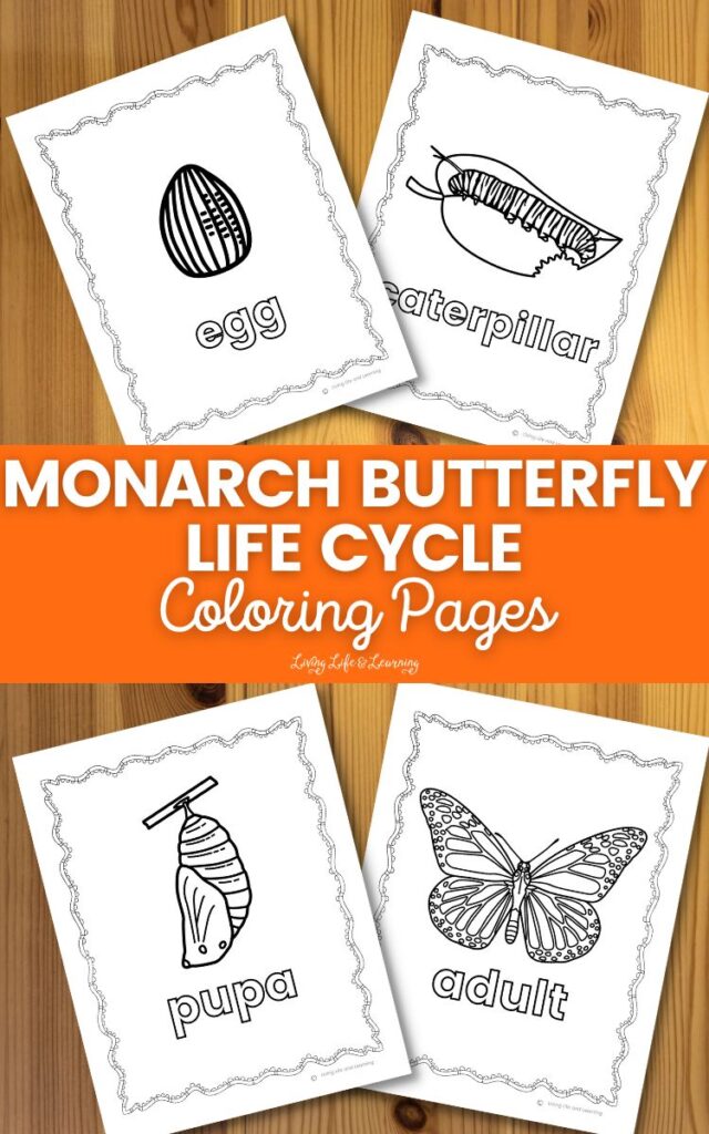 Monarch Butterfly Life Cycle Coloring Pages
