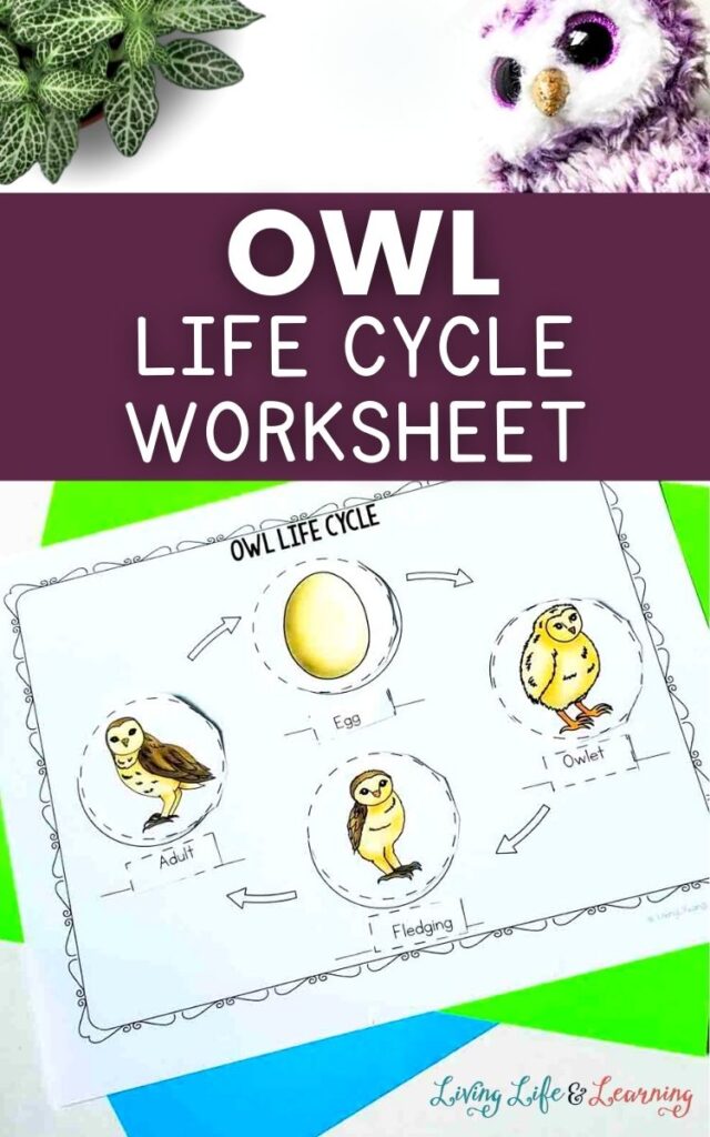 Owl Life Cycle Worksheet