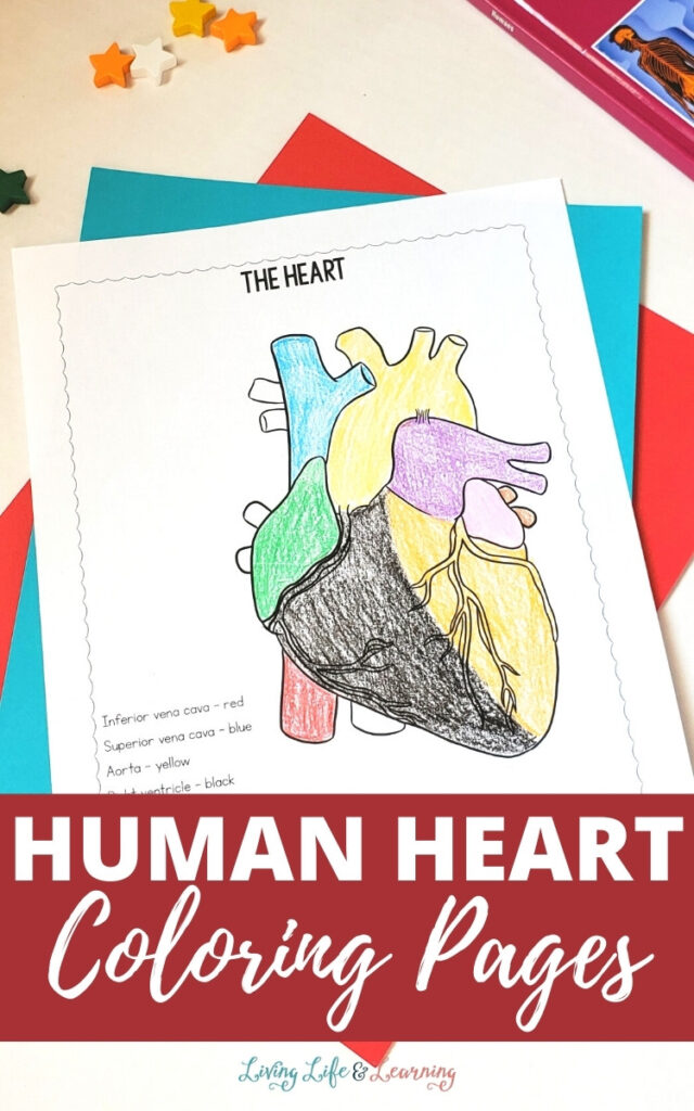 Human Heart Coloring Pages