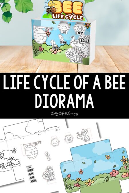 Life Cycle of a Bee Diorama
