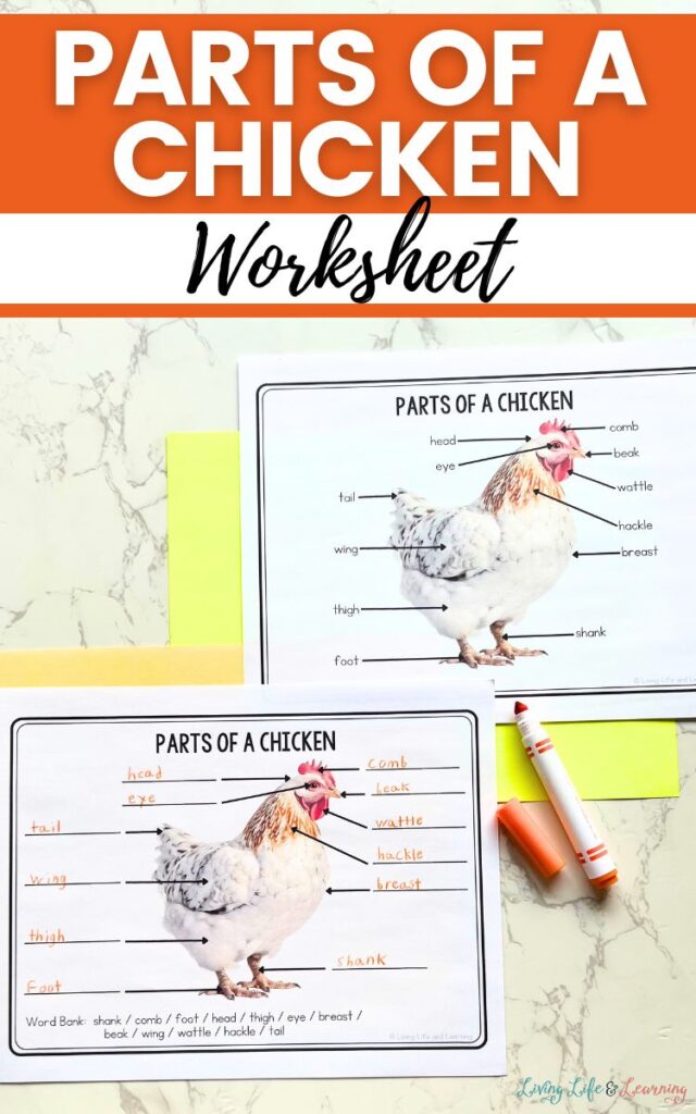 Parts of a Chicken Worksheet
