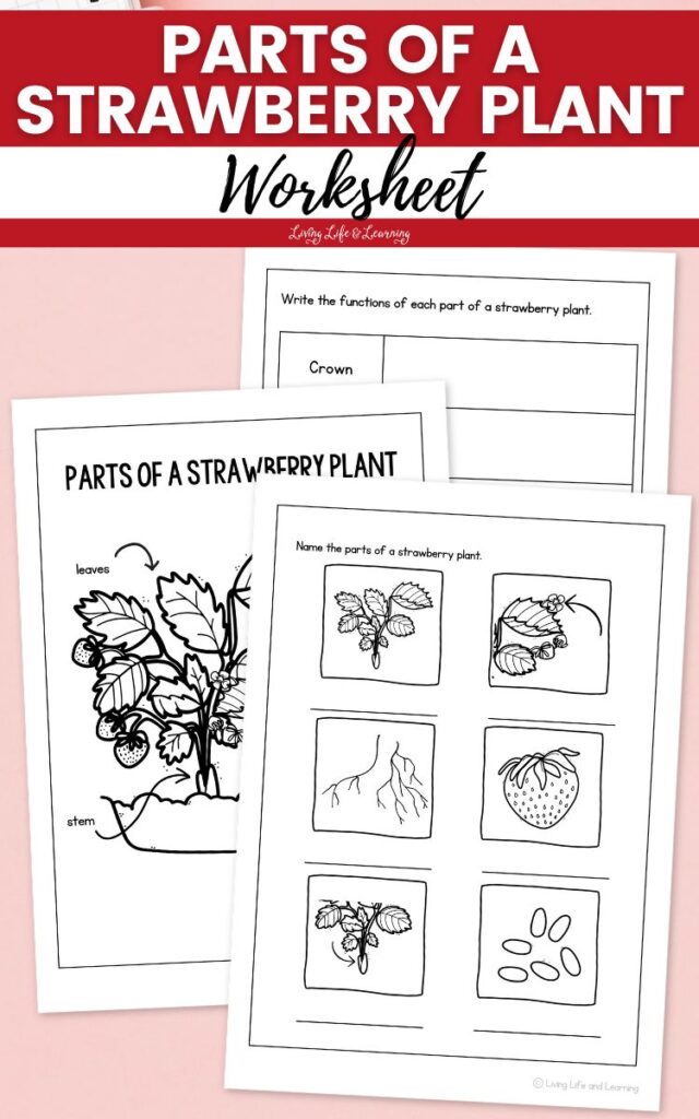 Parts of a Strawberry Plant Worksheet