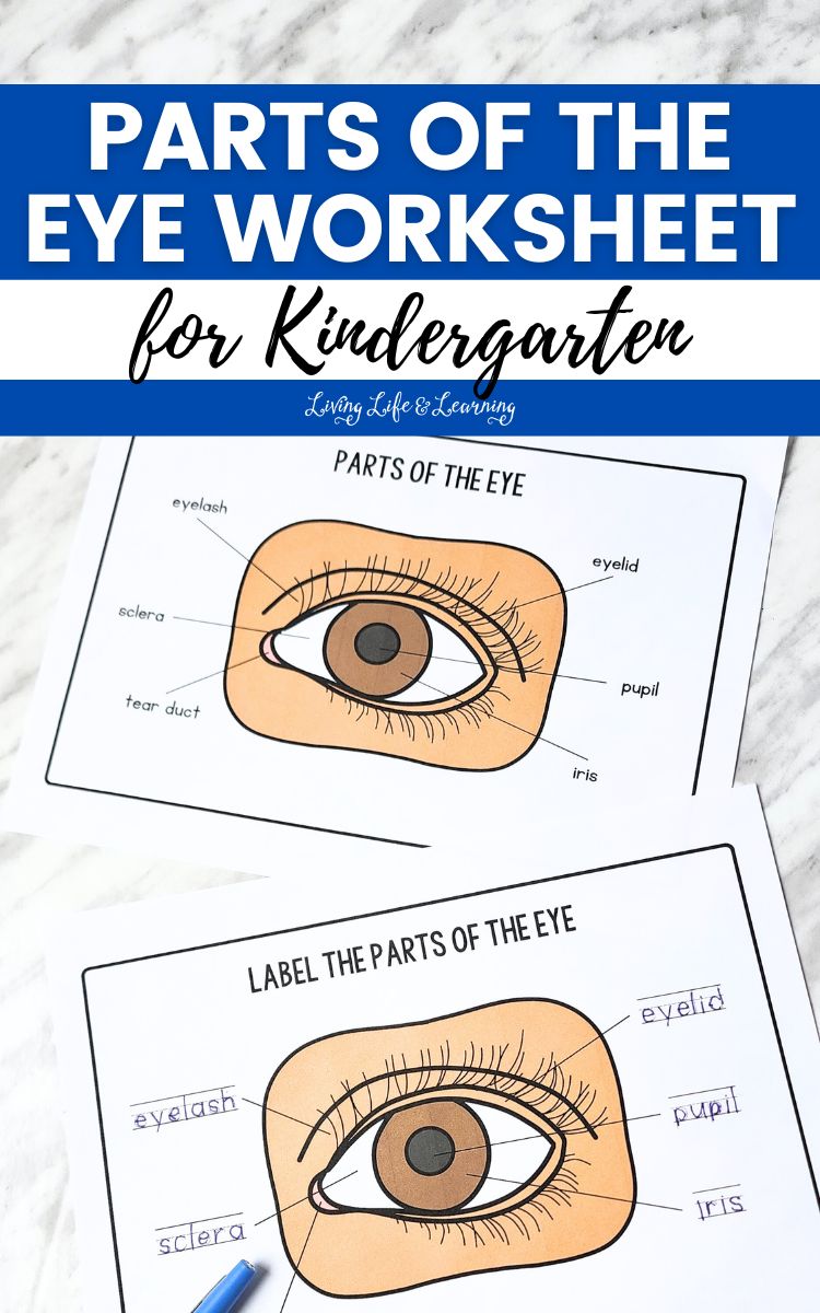 Parts of the Eye Worksheet for Kindergarten