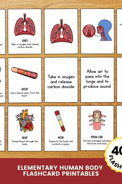 1 Elementary Human Body Flashcard Printables on a table