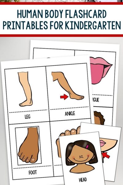 Human Body Flashcard Printables for Kindergarten