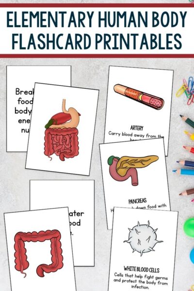 Elementary Human Body Flashcard Printables on a table