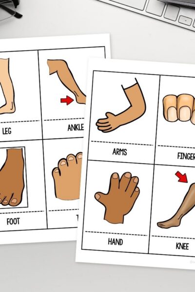 TPTGRA~1 Human Body Flashcard Printables for Kindergarten on a table