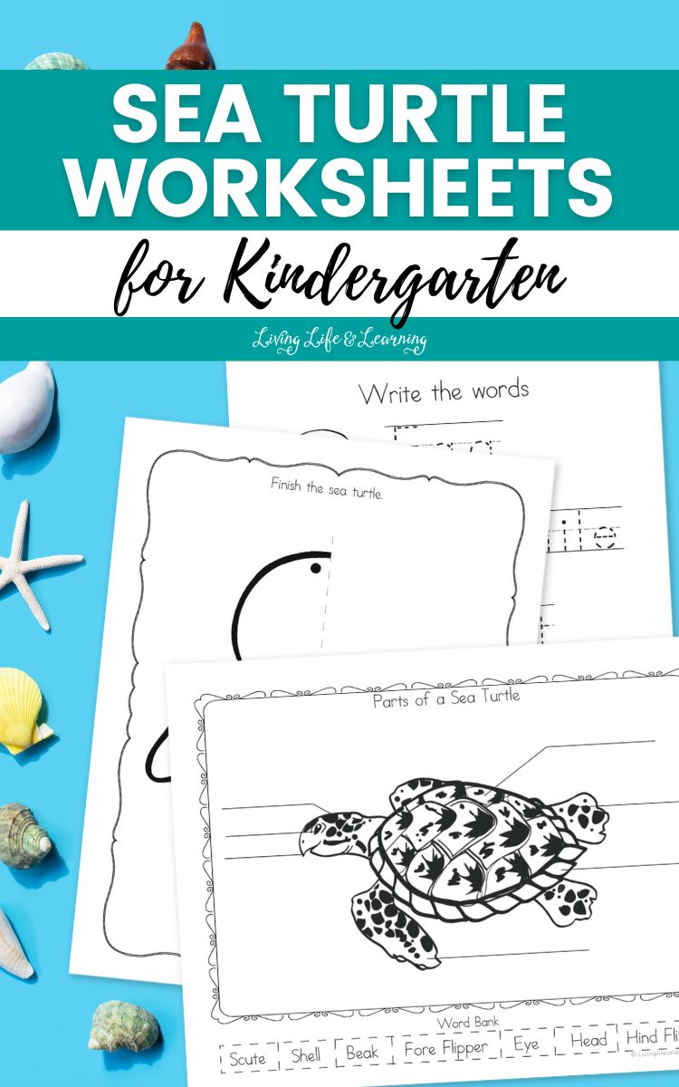 Sea Turtle Worksheets for Kindergarten